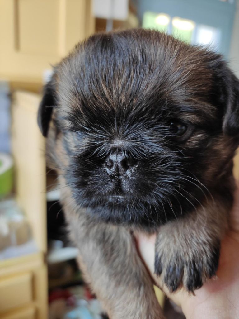 chiot Petit Brabançon Du Bleu Médoc